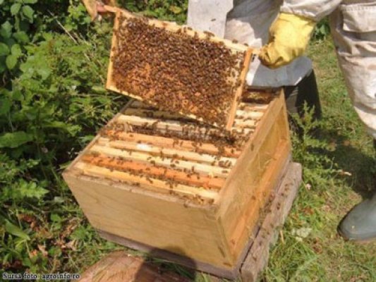 Apel disperat: pesticidele împrăştiate în pădurea Dumbrăveni ucid albinele